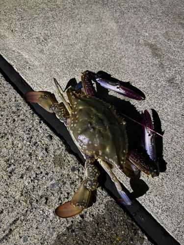 ワタリガニの釣果