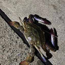 ワタリガニ
