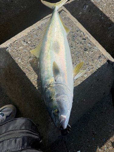 三陸海岸（青森）