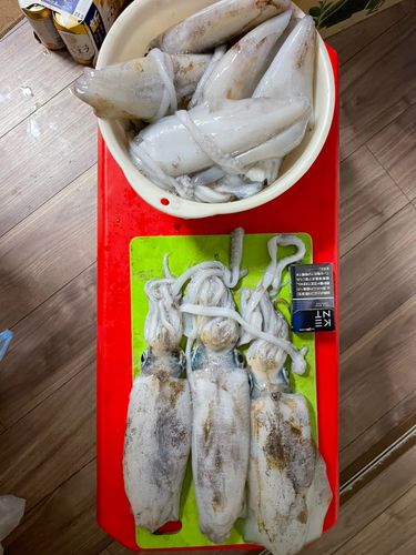 アオリイカの釣果