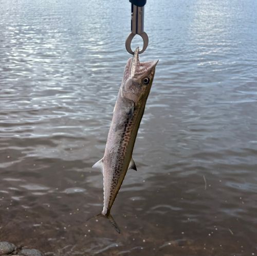 サゴシの釣果