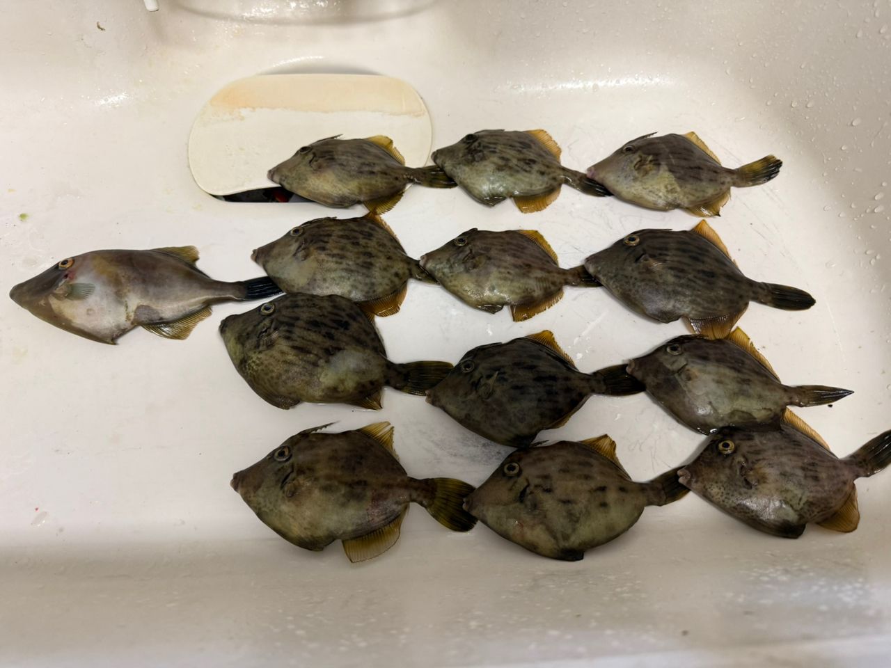カワハギ