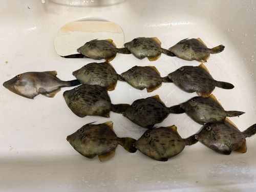 大在公共埠頭