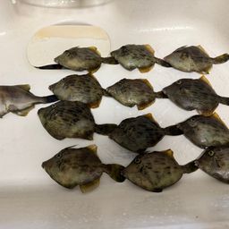 カワハギ