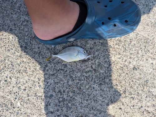 メッキの釣果