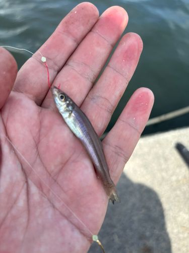 シロギスの釣果