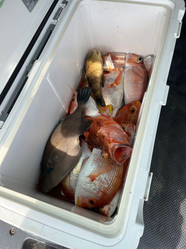 タイの釣果