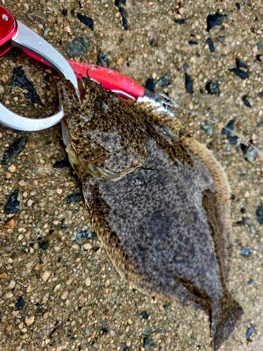 ソゲの釣果