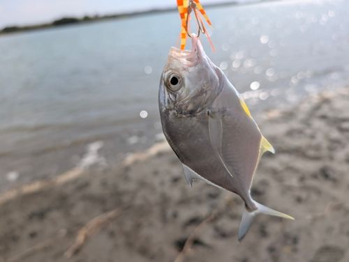 メッキの釣果