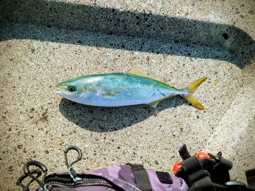 ワカシの釣果