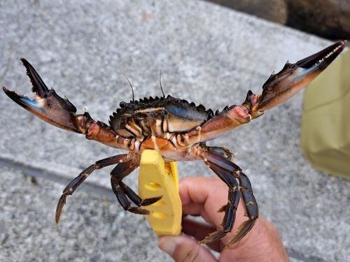 ガザミの釣果