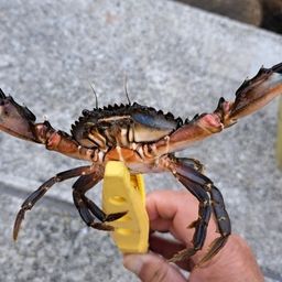 ガザミ