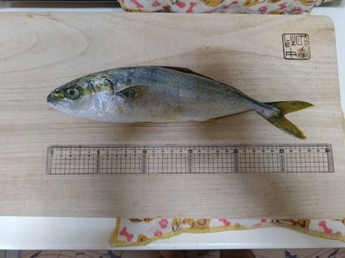 ツバスの釣果
