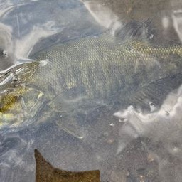 スモールマウスバス