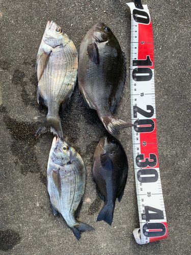 クロダイの釣果