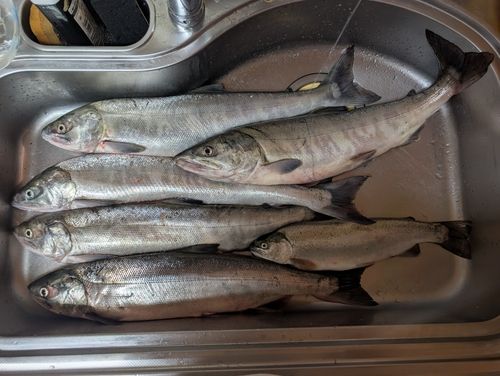 アキアジの釣果