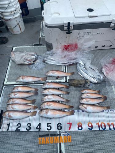 アマダイの釣果