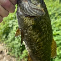 スモールマウスバス