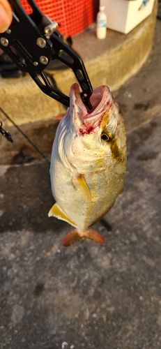 ショゴの釣果