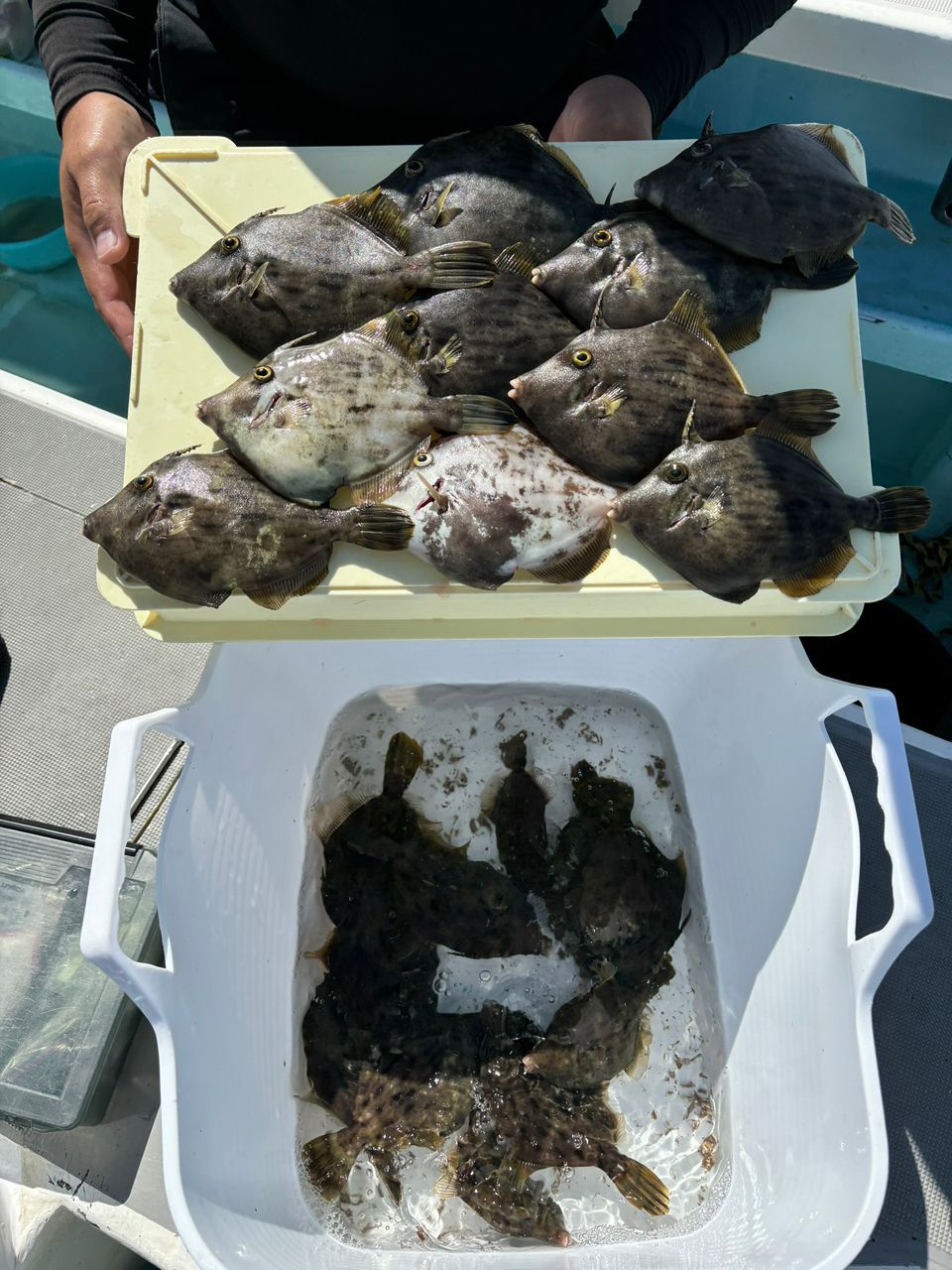 タッチーさんの釣果 2枚目の画像