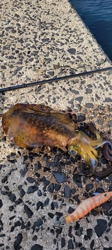 アオリイカの釣果