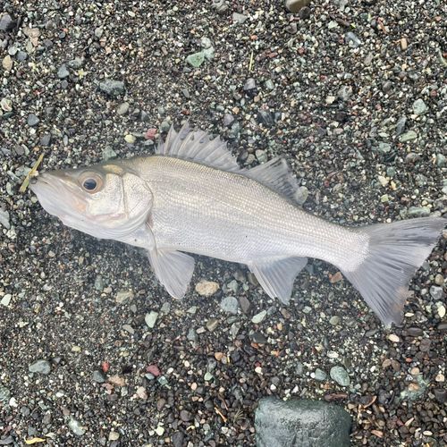 セイゴ（ヒラスズキ）の釣果