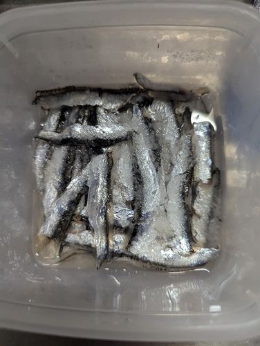 カタクチイワシの釣果