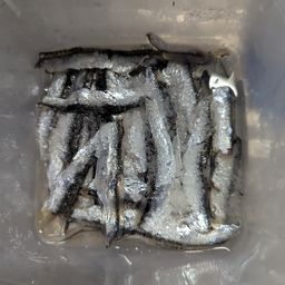 カタクチイワシ