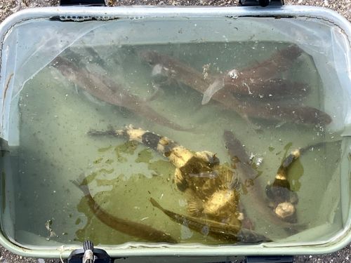シロギスの釣果