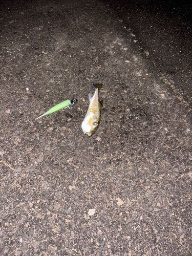 長崎湾