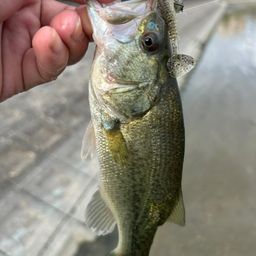 ラージマウスバス