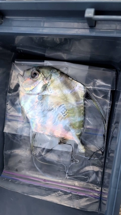 イトヒキアジの釣果