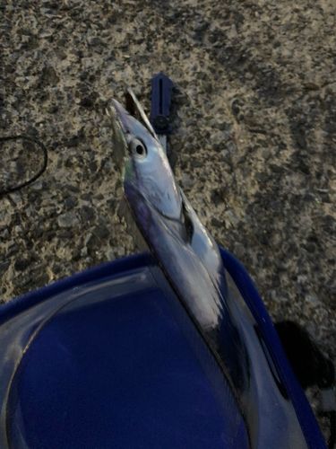 タチウオの釣果