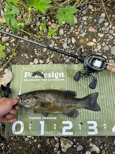 スモールマウスバスの釣果