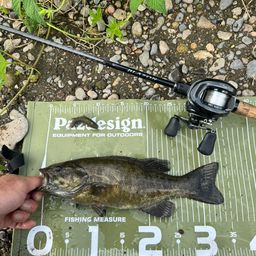 スモールマウスバス