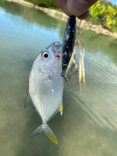 ギンガメアジの釣果