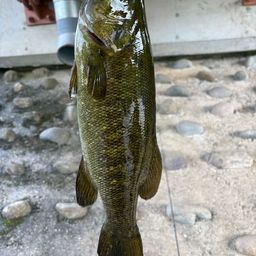 スモールマウスバス