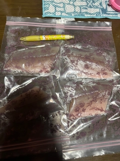 サゴシの釣果