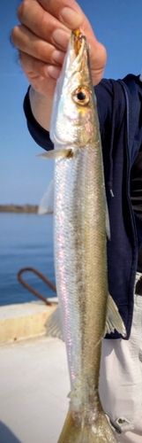 カマスの釣果