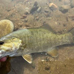 スモールマウスバス