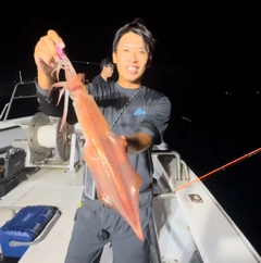 ケンサキイカの釣果