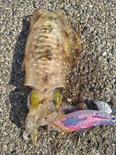 アオリイカの釣果
