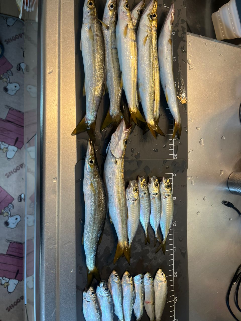 カマス