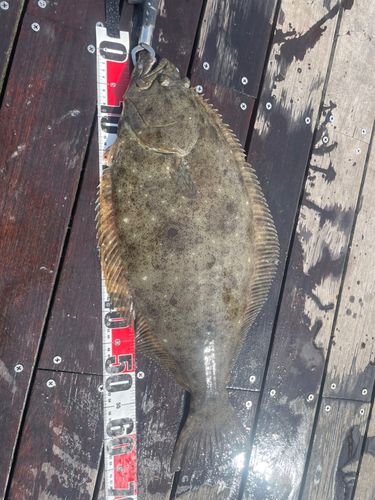 ヒラメの釣果