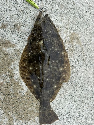 ヒラメの釣果