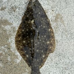 ヒラメ