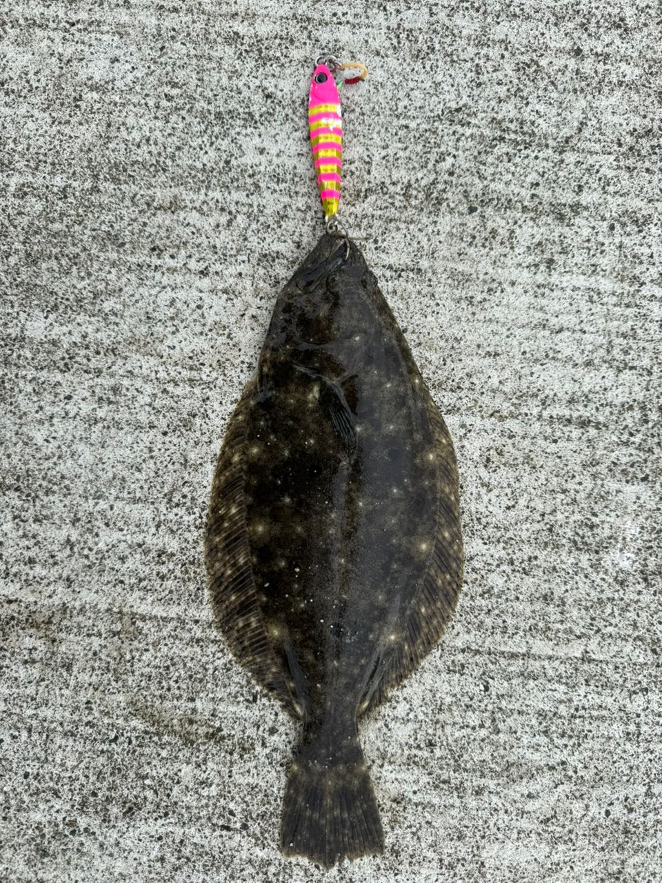 ヒラメ