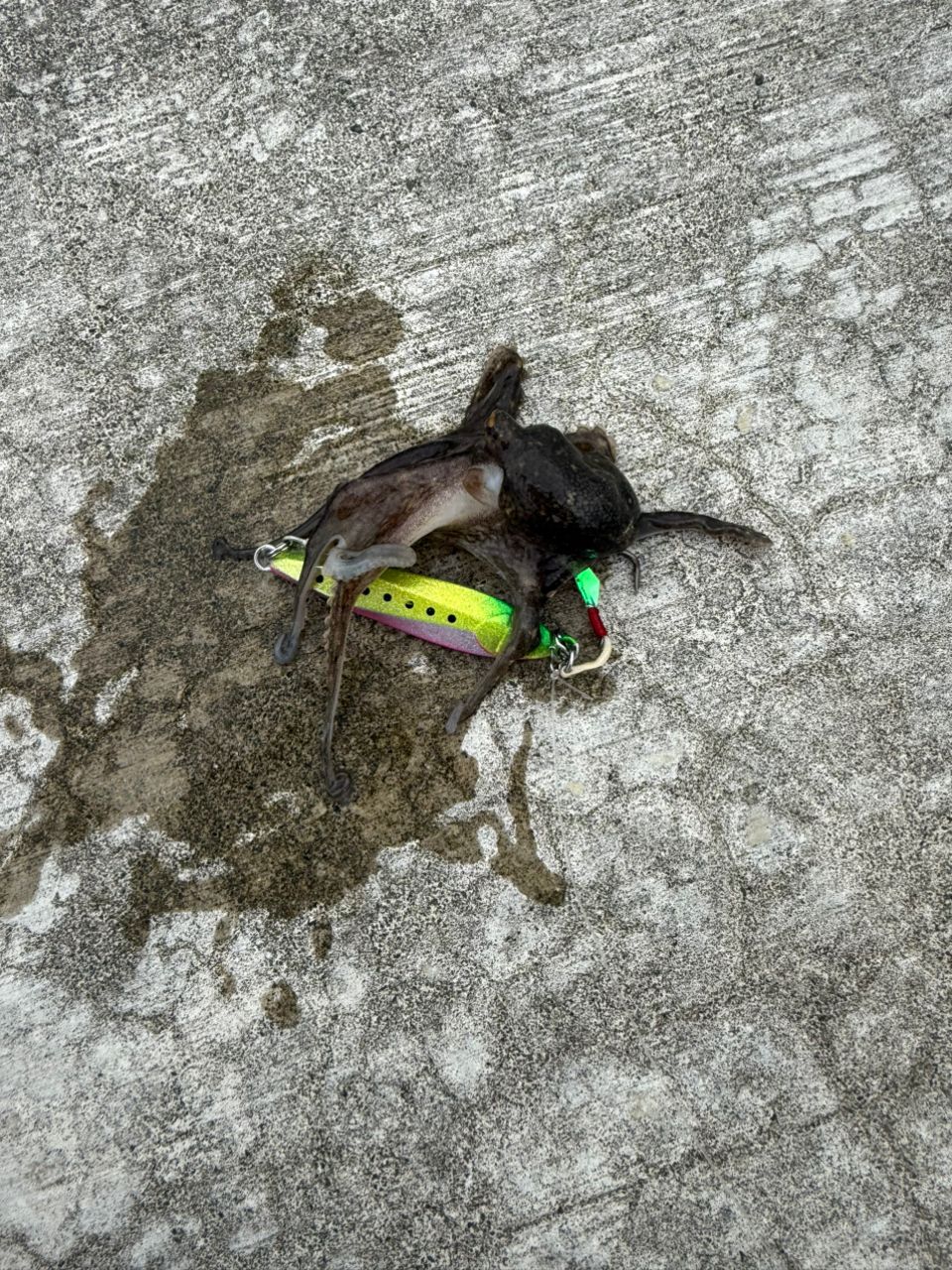 ヒラメ