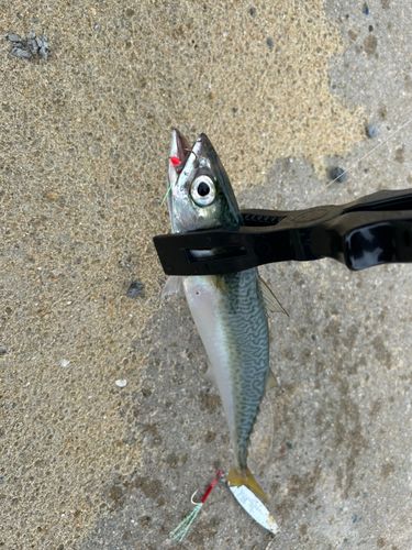 サバの釣果