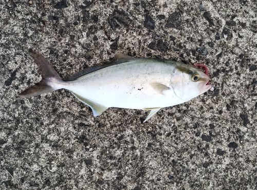 ネリゴの釣果